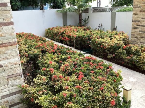 A well-maintained garden with rows of lush flowering shrubs, displaying vibrant red blooms, surrounded by stone walls and a tall white fence.